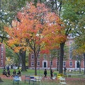315-0624 Foliage in Harvard Yard.jpg